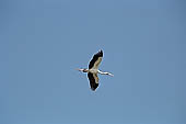 Tonle Sap - Prek Toal 'bird sanctuary' - Asian Openbill Stork